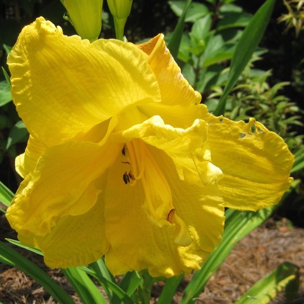 Betsy's Big Yellow Double (unknown)