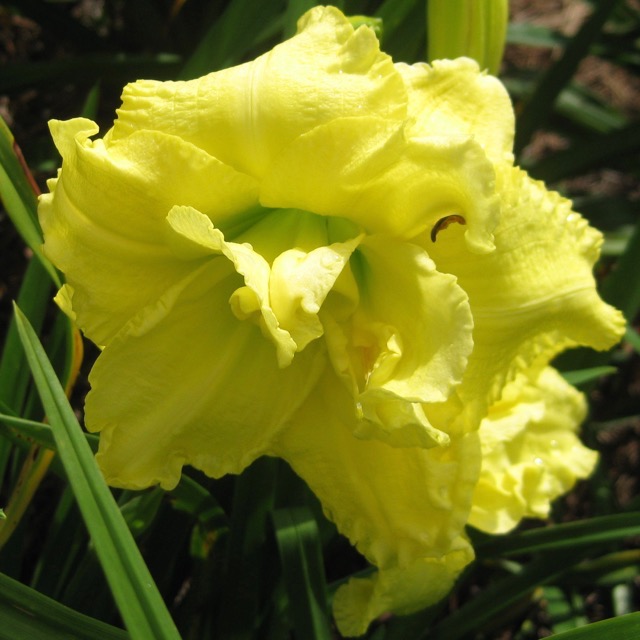 Cabbage Flower (Kirchhoff D. 1984)